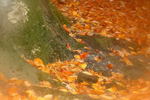 Beech (Fagus) leaves, close-up, alienation, in autumn, North Rhine-Westphalia, Germany