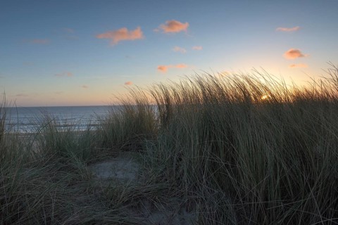 Dune landscape with beach grass on the North Sea, Texel, North Holland, Netherlands