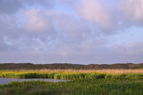 Blooming marsh iris (Iris peudacorus) in the wetland in dune landscape, Texel, North Holland, the
