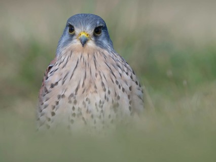 Portrait of a male Common Kestrel (Falco tinnunculus), Berlin, Germany