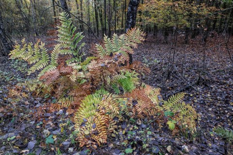 Royal fern (Osmunda regalis) in autumn leaves, Emsland, Lower Saxony, Germany