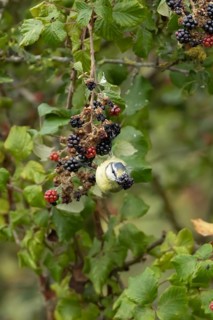 Blue tit (Cyanistes caeruleus) adult bird in a hedgerow feeding on blackberries in summer, England,