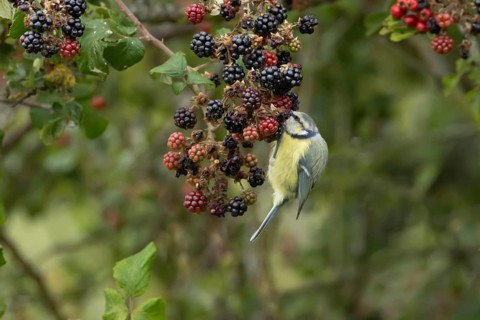 Blue tit (Cyanistes caeruleus) adult bird in a hedgerow feeding on blackberries in summer, England,
