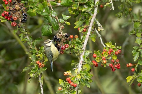 Blue tit (Cyanistes caeruleus) adult bird in a hedgerow on blackberries in summer, England, United