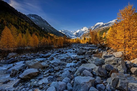 River, larch forest, autumn color, autumn, mountains, glaciers, morning light, Morteratsch Valley,