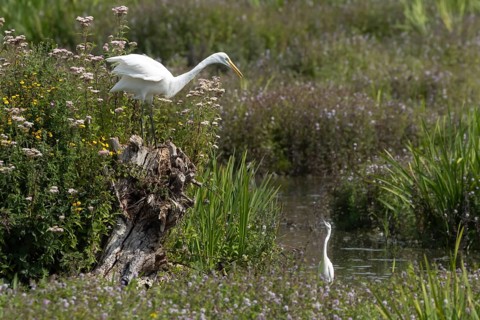 Great white egret (Ardea alba) adult bird on a tree stump amongst summer flowers looking down at a