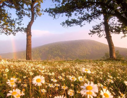 A sunlit meadow with daisies against a forest backdrop under a blue sky, Late summer country