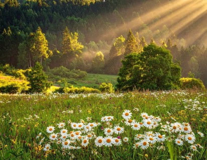 A sunlit meadow with daisies against a forest backdrop under a blue sky, Late summer country