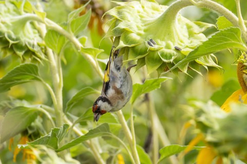 European goldfinch (Carduelis carduelis) adult bird feeding on a sunflower seed in a field of
