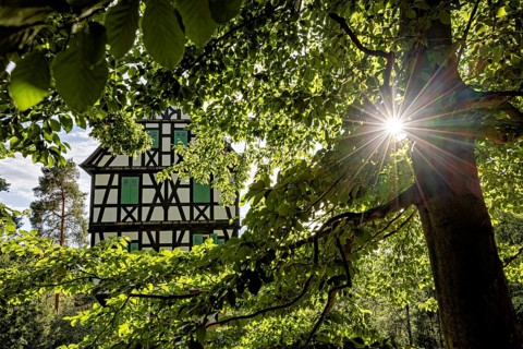 Half-timbered house surrounded by lush greenery and sunbeams falling through the canopy, quiet