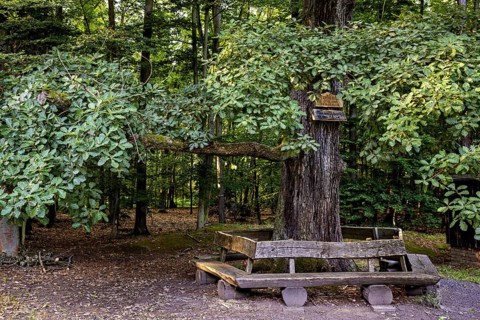 Large tree with wooden bench, nestled in the shady forest, offers a quiet place to relax, The