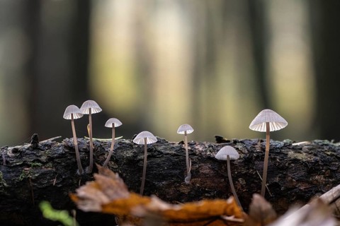 Helmlinge (Mycena), Emsland, Lower Saxony, Germany