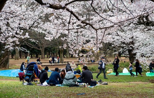 People picnicking under cherry blossoms in Yoyogi Park, Hanami Festival, Shibuya District, Tokyo,