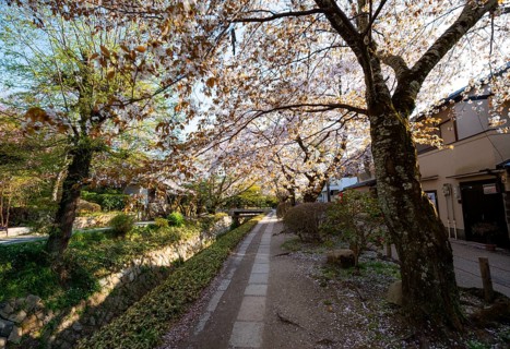 Footpath along a canal, cherry blossoms in spring, Philosopher's Path or Tetsugaku no michi, Kyoto,