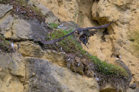 Peregrine falcon (Falco peregrinus), Peregrine falcon, flying with prey on a rock wall, biosphere