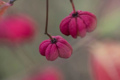 Common spindle bush (Euonymus europaeus), fruits, Emsland, Lower Saxony, Germany