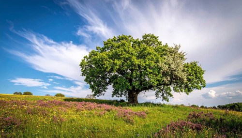 A serene landscape featuring a large tree by a stream at sunset with vibrant green grass and