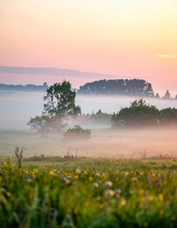 A misty field at sunrise with soft light illuminating trees and greenery, creating a serene
