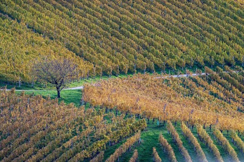 Typical landscape in autumn with vineyards, South Styrian hills, South Styrian wine route, Styria,