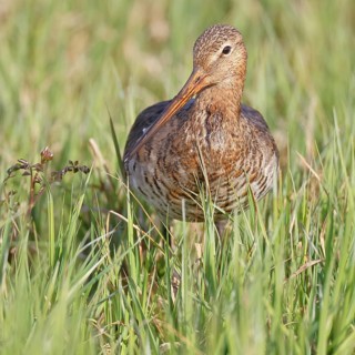 Blacktail (Limosa limosa) runs on the shore of a lake in a moor, snipe birds, wildlife, nature