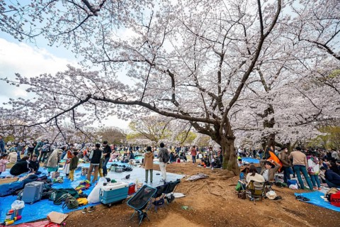 Japanese people picnicking under cherry blossoms in Yoyogi Park, Hanami Festival, Shibuya District,