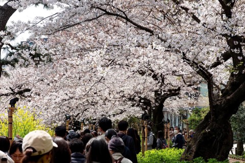 People walking under blooming cherry trees, Japanese cherry blossoms in spring, Hanami Festival,