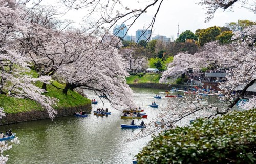 Chidorigafuchi Canal with rowing boats, blooming cherry trees on the shore, castle moat, Japanese