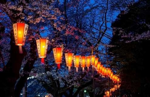 Blooming cherry trees and illuminated lanterns with Japanese lettering in the evening, blue hour,