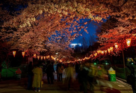 People walking through the park, blooming cherry trees and illuminated lanterns with Japanese