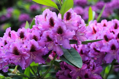 Rhododendron flowers (Rhododendron), North Rhine-Westphalia, Germany