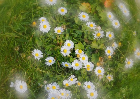 Daisy (Bellis perennis) seen from above in a meadow with alienation, North Rhine-Westphalia,