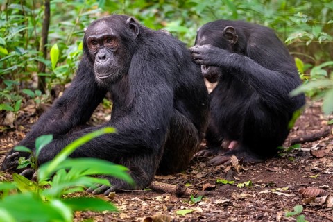 Two chimpanzees (Pan Troglodytes), adult male spawning, grooming in the jungle, Kibale National
