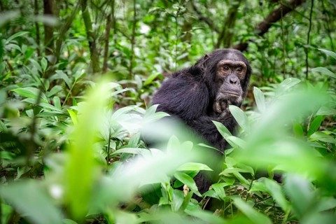 Chimpanzee (Pan Troglodytes), male on the ground, jungle in Kibale National Park, Uganda