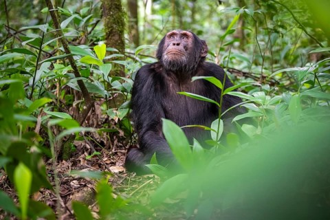 Chimpanzee (Pan Troglodytes), male looking thoughtfully, on the ground, mood, green jungle in