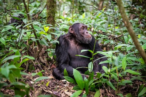 Chimpanzee (Pan Troglodytes), male on the ground, jungle in Kibale National Park, Uganda