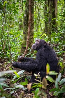 Chimpanzee (Pan Troglodytes), male on the ground, jungle in Kibale National Park, Uganda