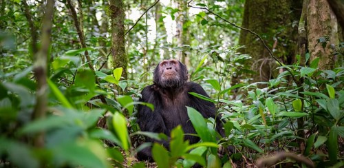 Chimpanzee (Pan Troglodytes), male looking up with hope, jungle in Kibale National Park, Uganda