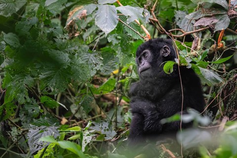 Mountain gorilla (Gorilla beringei beringei), juvenile, Bwindi Impenetrable Forest, Uganda
