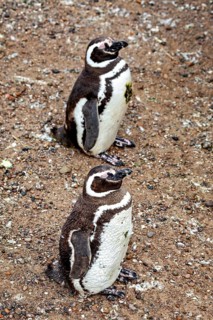 Two penguins stand side by side on a rocky ground, The Magellanic Penguin (Spheniscus magellanicus)