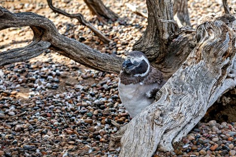 A penguin rests hidden between branches and a tree trunk, The Magellanic Penguin (Spheniscus