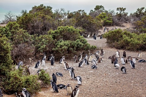 Densely packed numbers of penguins spread around shrubs near the coast, the Magellanic penguin