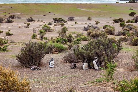 Several penguins are scattered in an open, vegetated landscape by the sea, The Magellanic Penguin