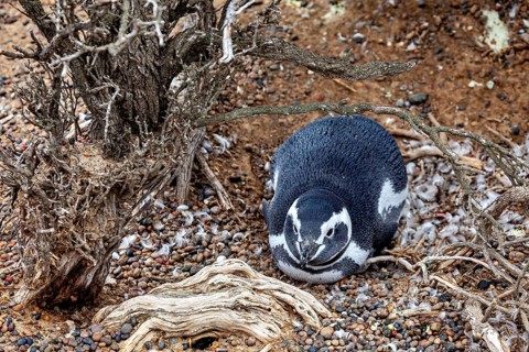 A penguin lies calmly under the roots of a bush, The Magellanic Penguin (Spheniscus magellanicus)