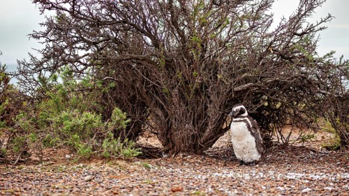 A penguin stands under a large shrub on gravelly ground, The Magellanic Penguin (Spheniscus