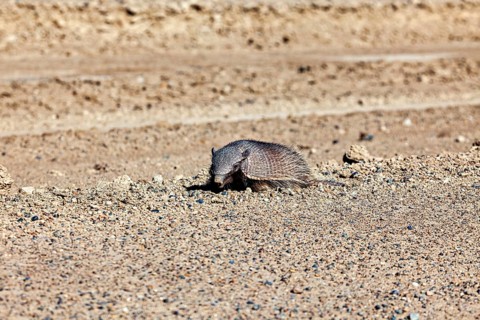 An armadillo lies alone in a sandy desert landscape, the brown-bristled armadillo (Chaetophractus
