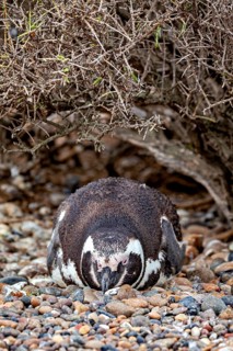 A penguin lies camouflaged under bushy undergrowth on pebbles, The Magellanic Penguin (Spheniscus