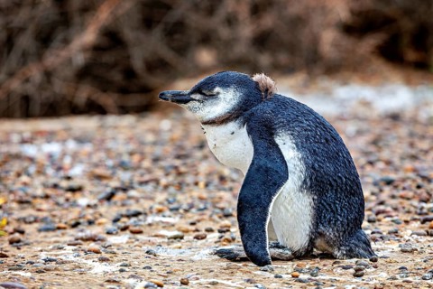 A close-up single penguin sits quietly on gravelly ground, The Magellanic Penguin (Spheniscus