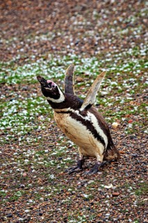 A penguin stands upright with wings wide open on pebbles, The Magellanic Penguin (Spheniscus