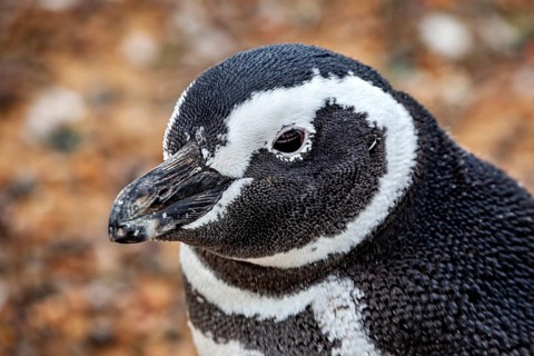 Close-up of a penguin portrait with clear details of the head, The Magellanic Penguin (Spheniscus