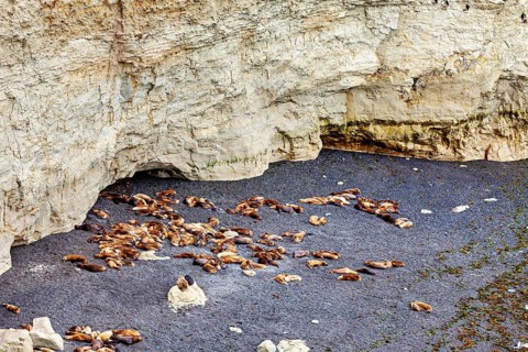 Group of seals rest on a pebble beach next to a steep rock face, The maned seals (Otaria